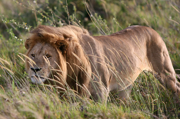 Lion #1<br />
Africa
