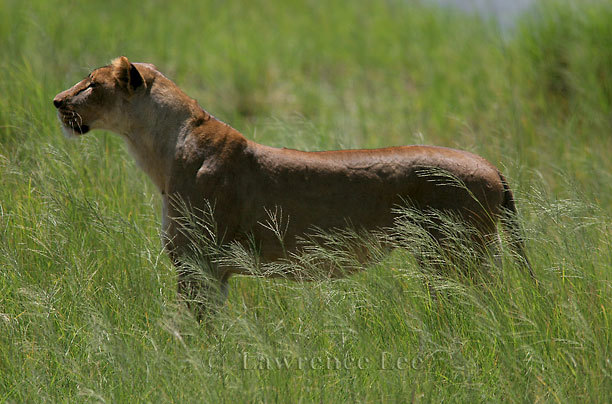 Lioness # 1<br />
Africa