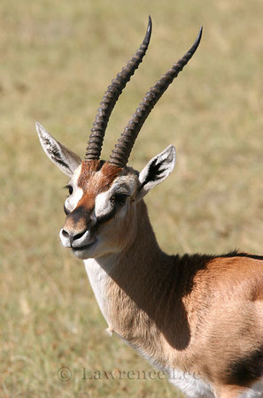 Thomson's Gazelle<br />
Africa