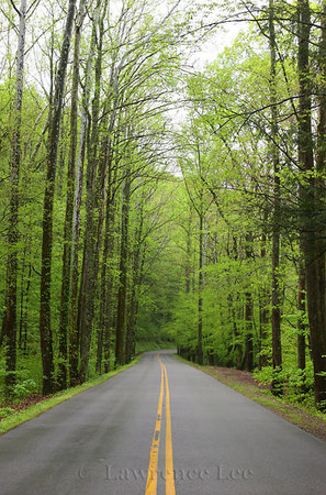 Into the Woods<br />
Sevier County<br />
Tennessee