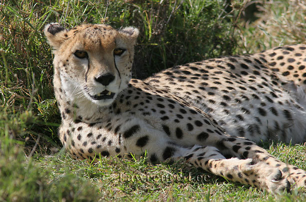 Cheeta<br />
Africa