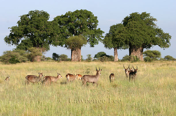 Waterbuck<br />
Africa