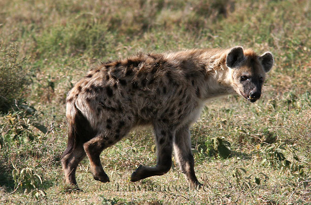 Hyena<br />
Africa