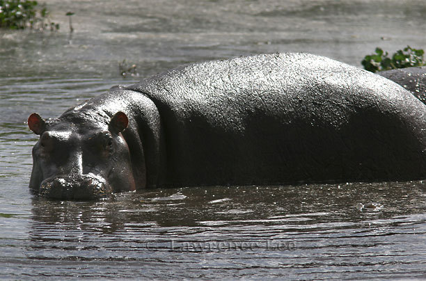 Hippopotamus<br />
Africa