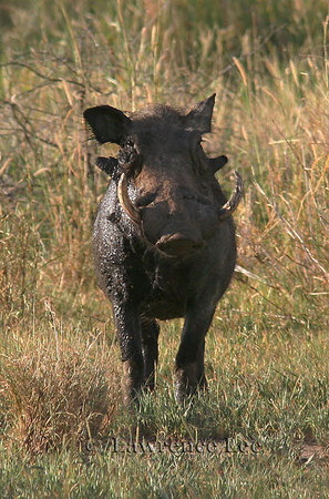 Warthog<br />
Africa