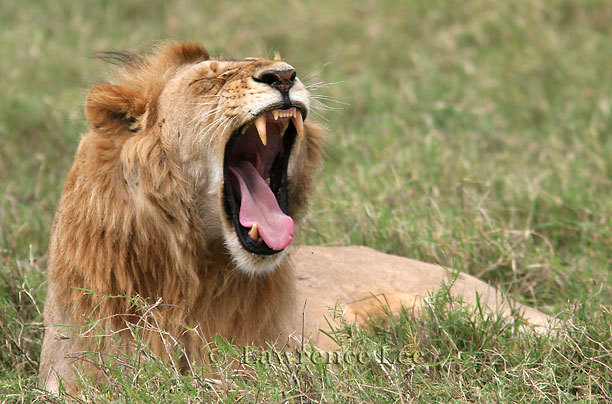 Lion # 2<br />
Africa