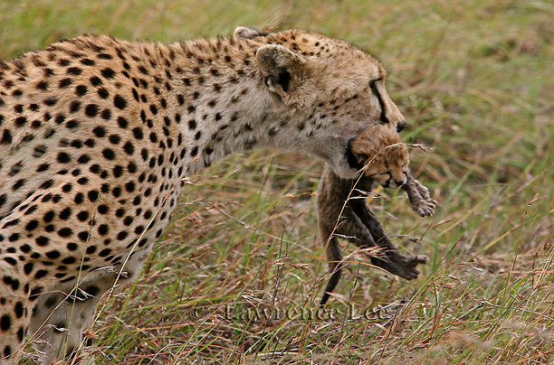 Cheeta with Cub<br />
Africa