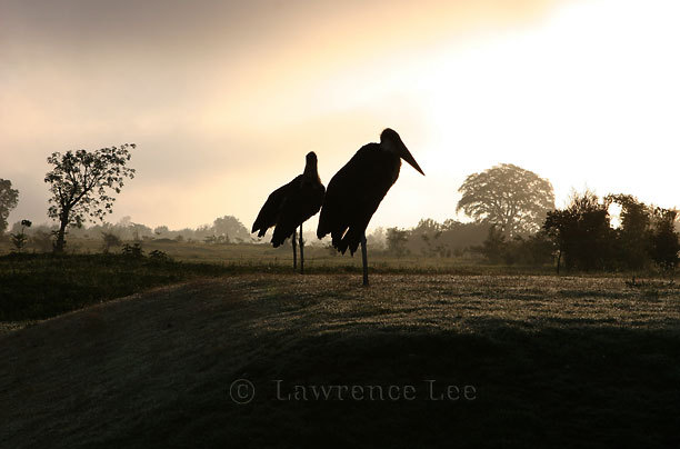 Storks<br />
Africa