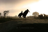 © Lawrence Lee. All Rights Reserved.