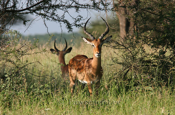 Impala<br />
Africa