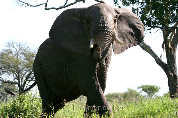 Bull Elephant<br />
Africa