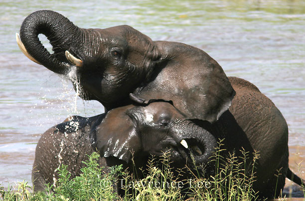 Elephants<br />
Africa