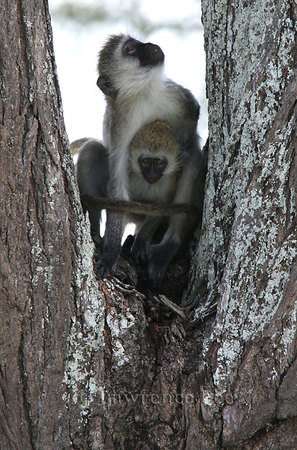 Vervet Monkeys<br />
Africa