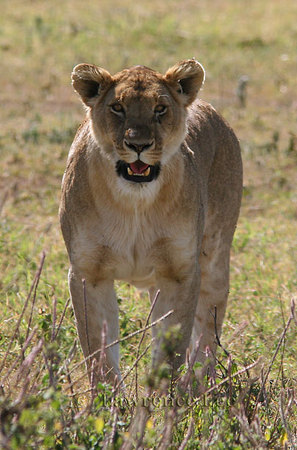 Lioness # 2<br />Africa