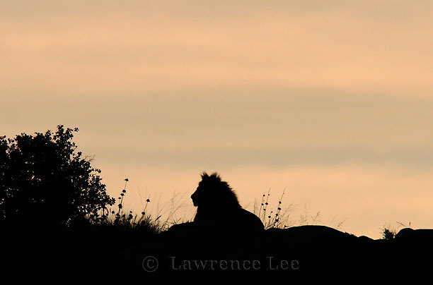 King of the Hill<br />
Africa