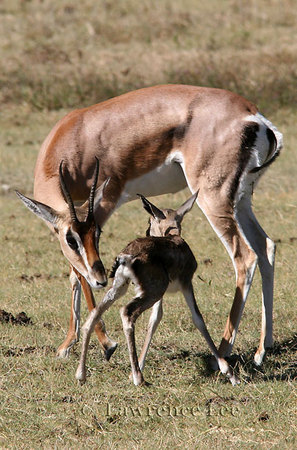 Grant's Gazelle with Newborn<br />
Africa