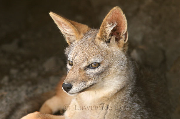 Golden Jackal<br /> Africa