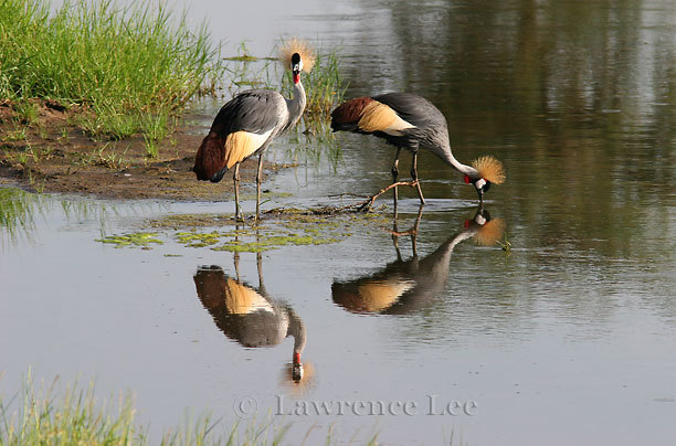 Grey Crowned Crane<br />
Africa