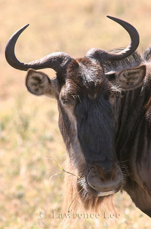 Wildebeest<br />
Africa