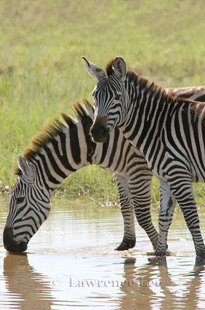 Zebra<br />
Africa