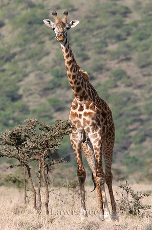 Giraffe<br />
Africa