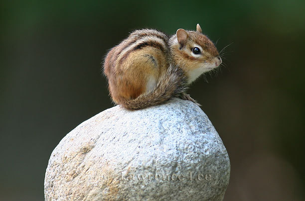 Chipmonk<br />
New Hampshire