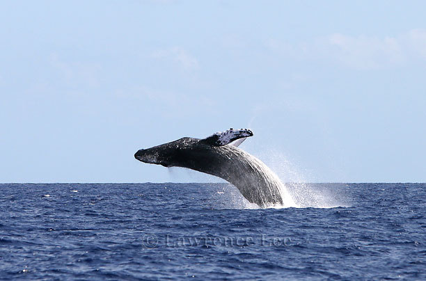 Humpback Whale<br />
Caribbean Sea