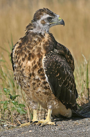 Swainson's Hawk<br />
Montana