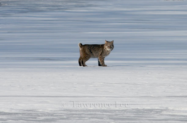 Bobcat<br />
Vermont