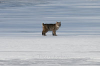 © Lawrence Lee. All Rights Reserved.