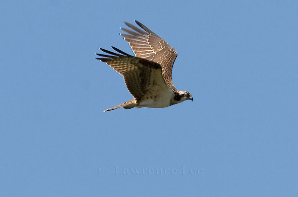 Hawk on the Wing<br />
Vermont