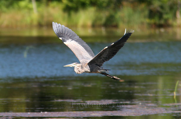 Great Blue Heron<br />
Vermont