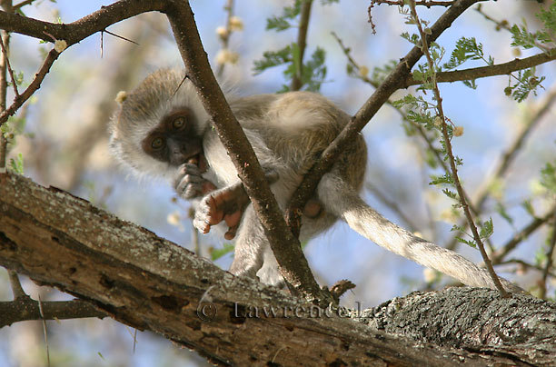 Vervet Monkey<br />Africa