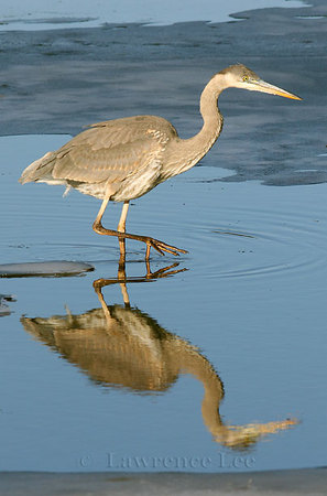 Great Blue Heron<br />
Vermont