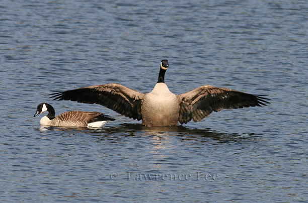 Canadian Geese<br />
Vermont
