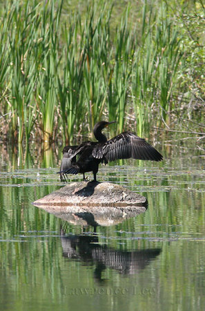 Cormorant<br />
Vermont