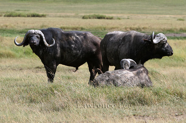 Cape Buffalo<br />
Africa