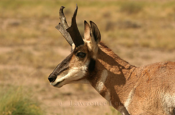 Pronghorn Antelope<br />
Arizona