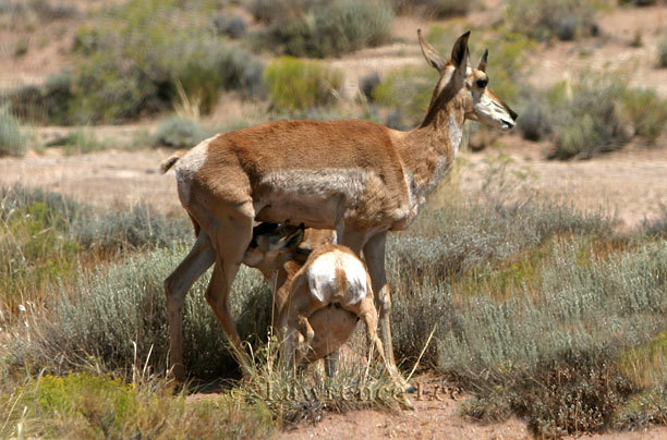 Proghorn Antelope with Fawn<br />
Arizona