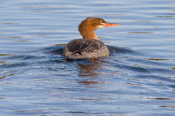 Common Merganser, Female<br/ >
Vermont