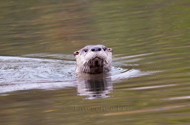 Otter<br/ >
Vermont