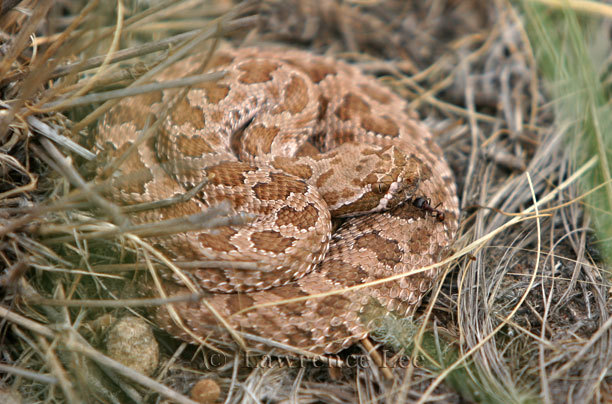Hopi Rattlesnake<br />
Arizona