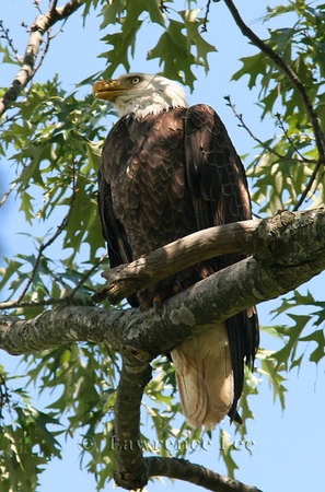 Bald Eagle<br />
Tennessee