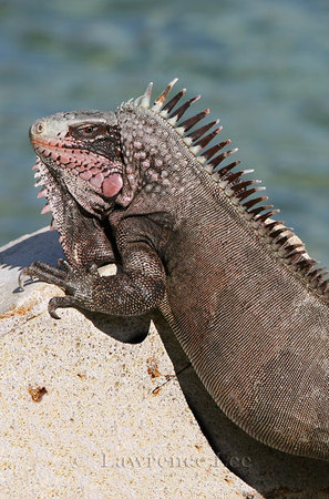 Iguana<br />
British Virgin Islands