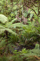 New Zealand
