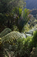 New Zealand