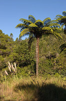 Coromandel  New Zealand